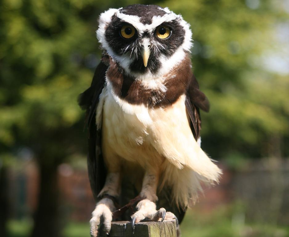 Bossington Exmoor Owl & Hawk Centre B&B 외부 사진